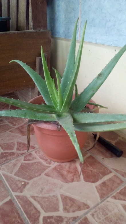 芦荟