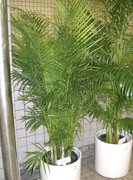 散尾葵大盆