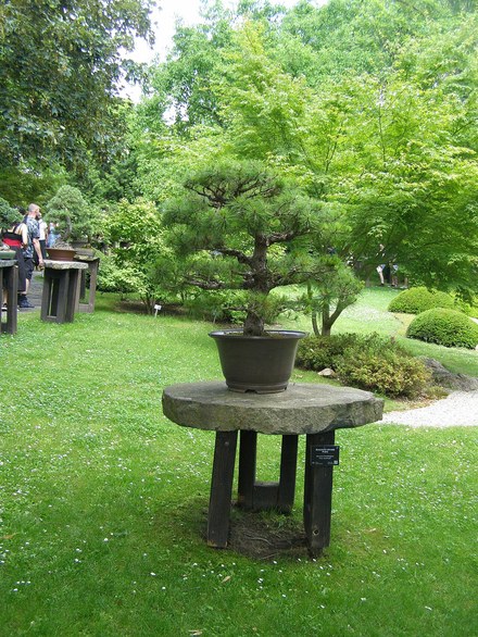 黑松