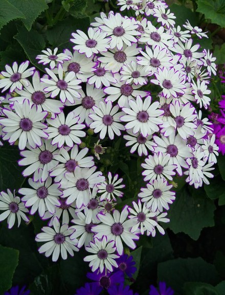 瓜叶菊