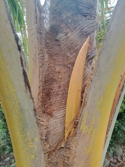 椰子树盆栽