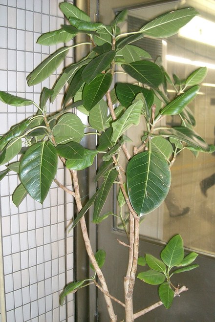 高山榕