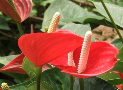 火鹤花