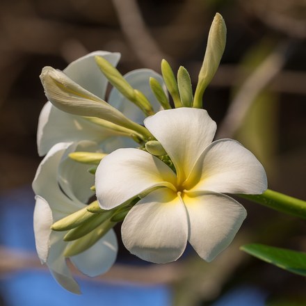 鸡蛋花