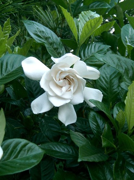 栀子花