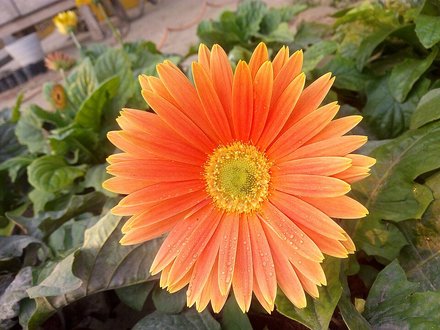 非洲菊