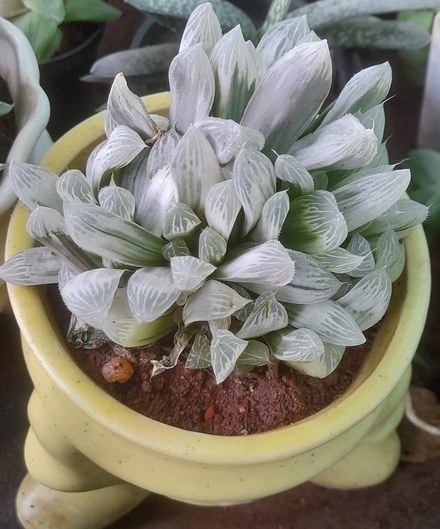 玉露