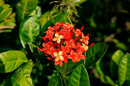 龙船花