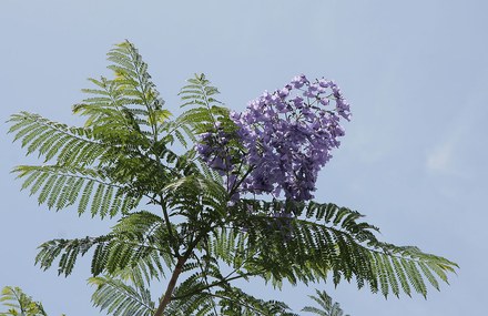 蓝花楹