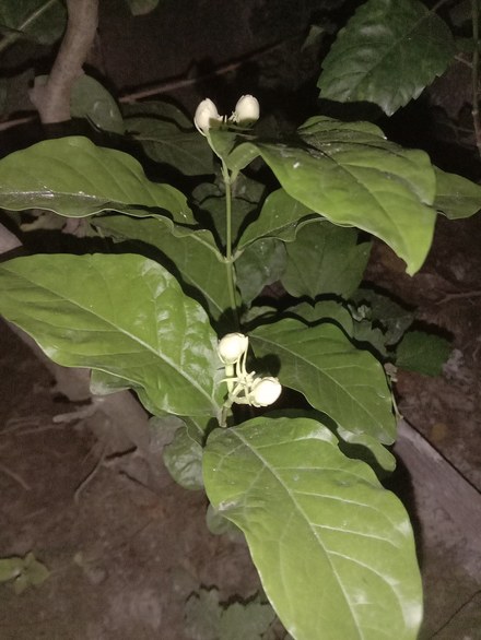茉莉花