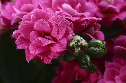 长寿花