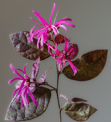 红继木