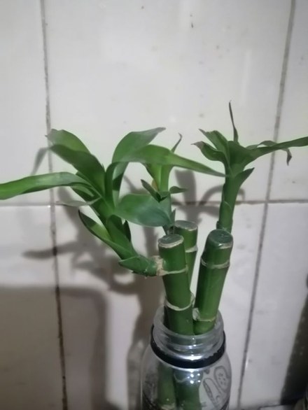 富贵竹