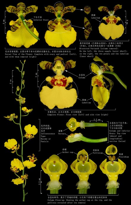 文心兰