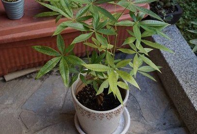 发财树盆景