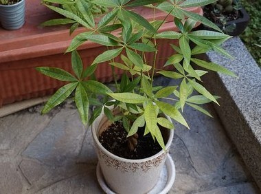 发财树大盆