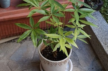 发财树中盆