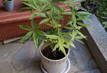 发财树小盆