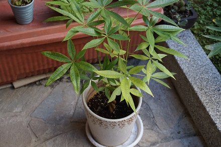 步步高发财树
