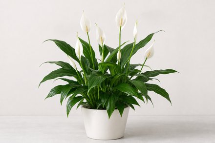 白掌
