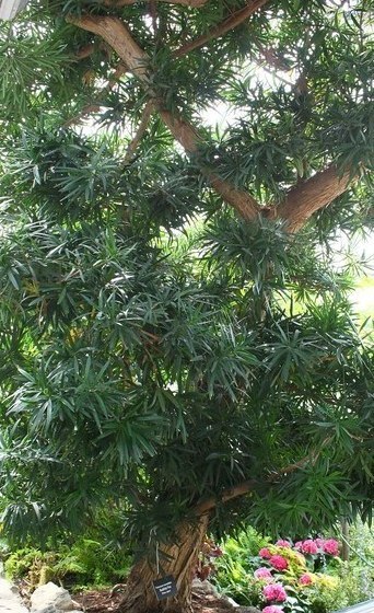 小叶紫檀