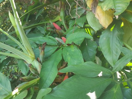 合果芋