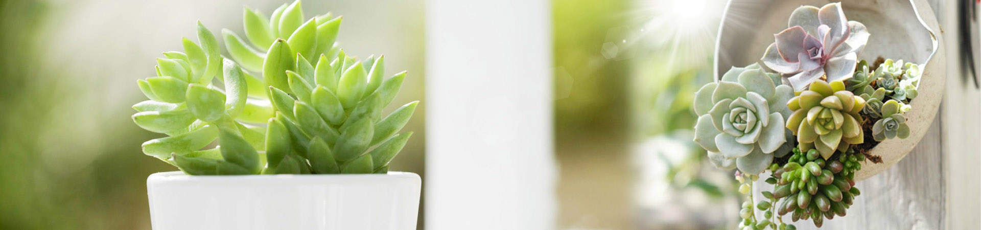 花更好绿植租摆